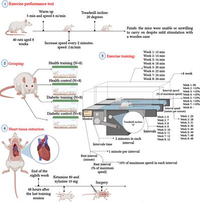 Highlighting the novel effects of high-intensity interval training on some histopathological and molecular indices in the heart of type 2 diabetic rats